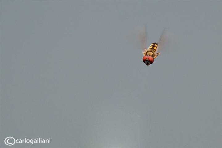 Minuscolo Syrphidae in volo-identificazione